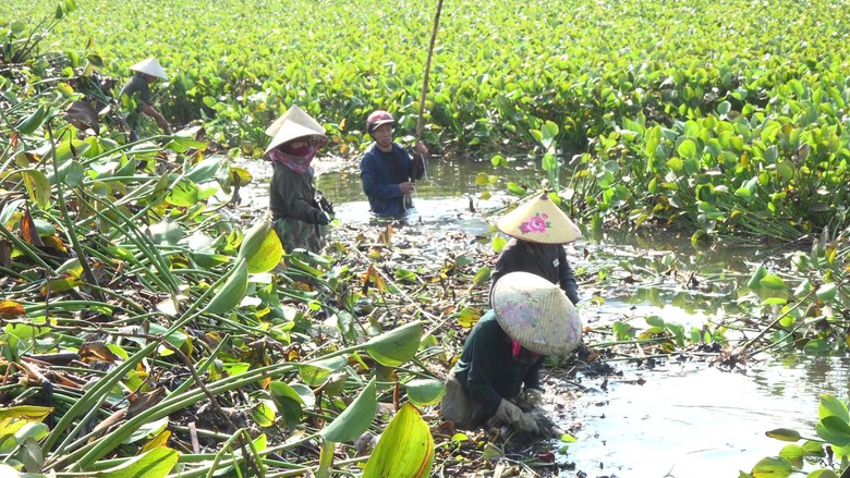 Bèo tây phủ kín sông Hói Trường ở Quảng Trị- Ảnh 2.