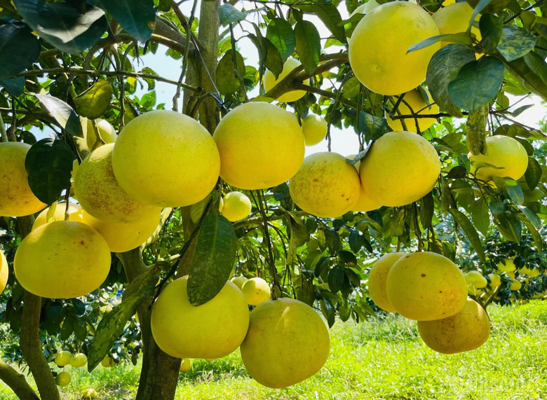 Hà Tĩnh: Quy hoạch nông thôn mới gắn với bảo hộ chỉ dẫn địa lý- Ảnh 2.