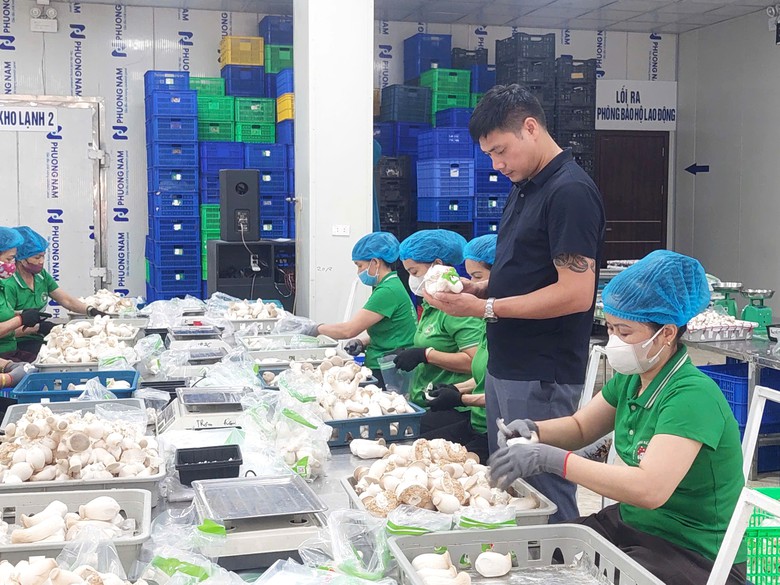 Phú Thọ: Khoa học công nghệ nâng giá trị nông sản, tăng thu nhập cho nông dân - Ảnh 1.