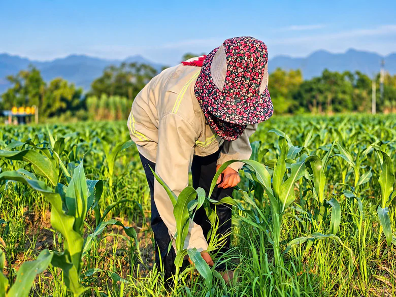 Về nơi sáng gặt lúa, chiều hái ngô, tối múa xòe ở Lào Cai- Ảnh 4.