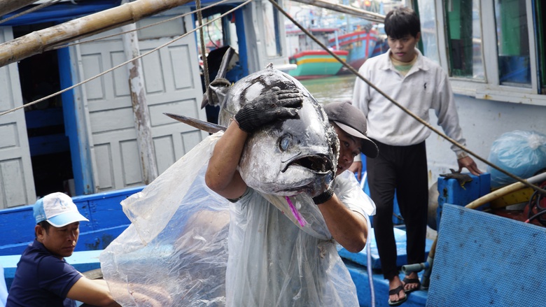 "Lộc biển" đầu năm, t&agrave;u c&aacute; Gia Lai nối nhau b&aacute;m ngư trường cận Tết- Ảnh 7.