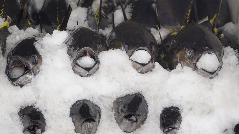 "Lộc biển" đầu năm, t&agrave;u c&aacute; Gia Lai nối nhau b&aacute;m ngư trường cận Tết- Ảnh 9.