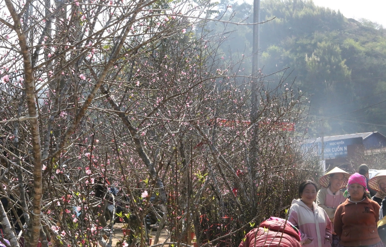 Đ&agrave;o, mận trắng v&ugrave;ng cao Sơn La tấp nập xuống phố- Ảnh 12.