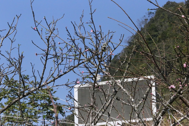 Đ&agrave;o, mận trắng v&ugrave;ng cao Sơn La tấp nập xuống phố- Ảnh 3.