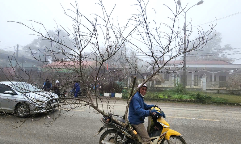 Đ&agrave;o, mận trắng v&ugrave;ng cao Sơn La tấp nập xuống phố- Ảnh 6.