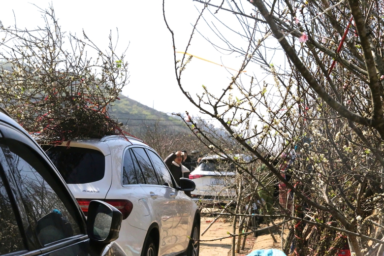 Đ&agrave;o, mận trắng v&ugrave;ng cao Sơn La tấp nập xuống phố- Ảnh 15.