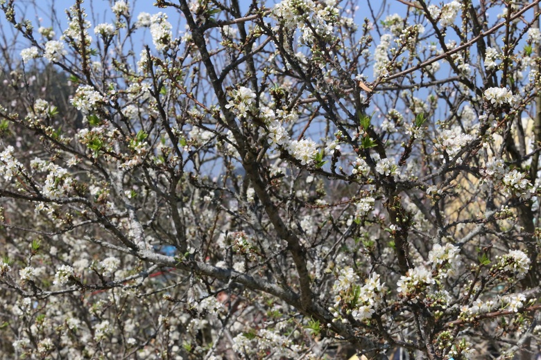 Đ&agrave;o, mận trắng v&ugrave;ng cao Sơn La tấp nập xuống phố- Ảnh 9.