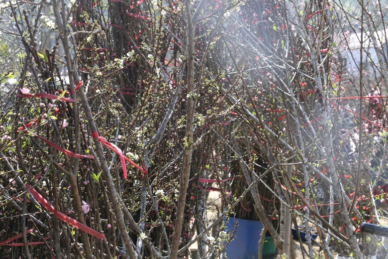 Đ&agrave;o, mận trắng v&ugrave;ng cao Sơn La tấp nập xuống phố- Ảnh 8.