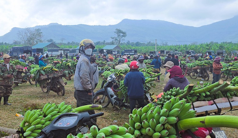 Nhộn nhịp chợ chuối lớn nhất miền Trung cận Tết, kh&ocirc;ng b&aacute;n lẻ từng buồng- Ảnh 6.