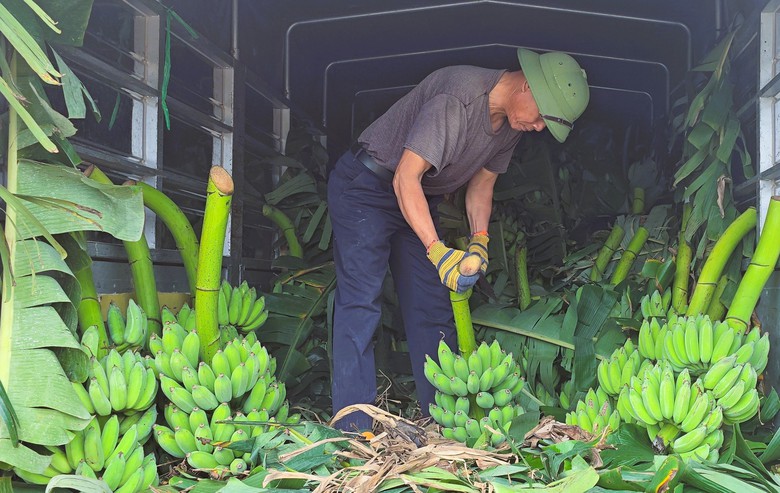 Nhộn nhịp chợ chuối lớn nhất miền Trung cận Tết, kh&ocirc;ng b&aacute;n lẻ từng buồng- Ảnh 8.