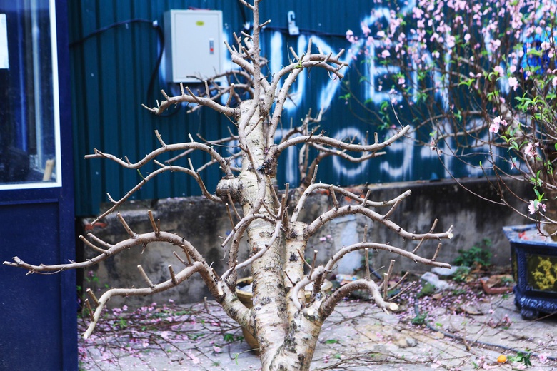 Thanh H&oacute;a: Đ&agrave;o nở rộ trước Tết, người bu&ocirc;n dở kh&oacute;c, dở cười- Ảnh 4.