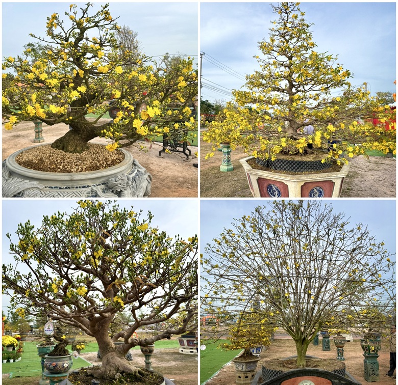 Gia Lai: Hơn 150 tác phẩm mai vàng khoe sắc tại Lễ hội mai vàng An Nhơn Đông 2026- Ảnh 2. Gia Lai: Hơn 150 tác phẩm mai vàng khoe sắc tại Lễ hội mai vàng An Nhơn Đông 2026- Ảnh 2.