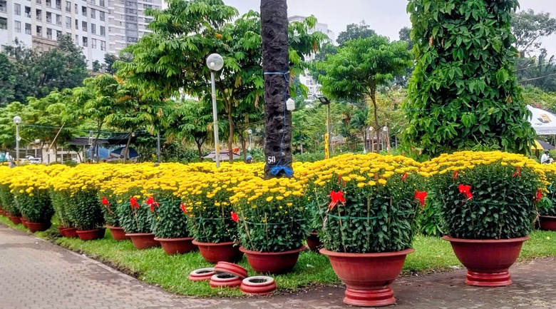 TP.HCM: Hoa Tết b&igrave;nh d&acirc;n &ldquo;ch&aacute;y h&agrave;ng&rdquo;, mai mini v&agrave;i chục ngh&igrave;n đồng h&uacute;t kh&aacute;ch- Ảnh 6.