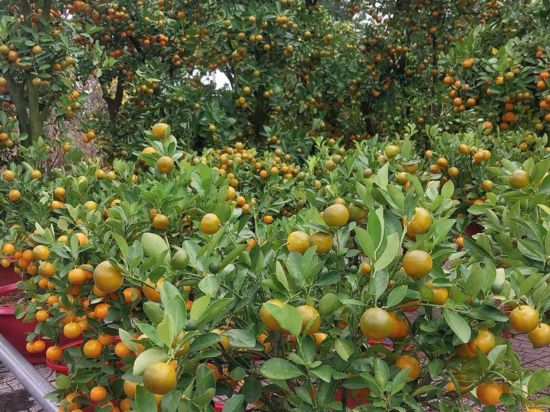 TP.HCM: Hoa Tết b&igrave;nh d&acirc;n &ldquo;ch&aacute;y h&agrave;ng&rdquo;, mai mini v&agrave;i chục ngh&igrave;n đồng h&uacute;t kh&aacute;ch- Ảnh 5.