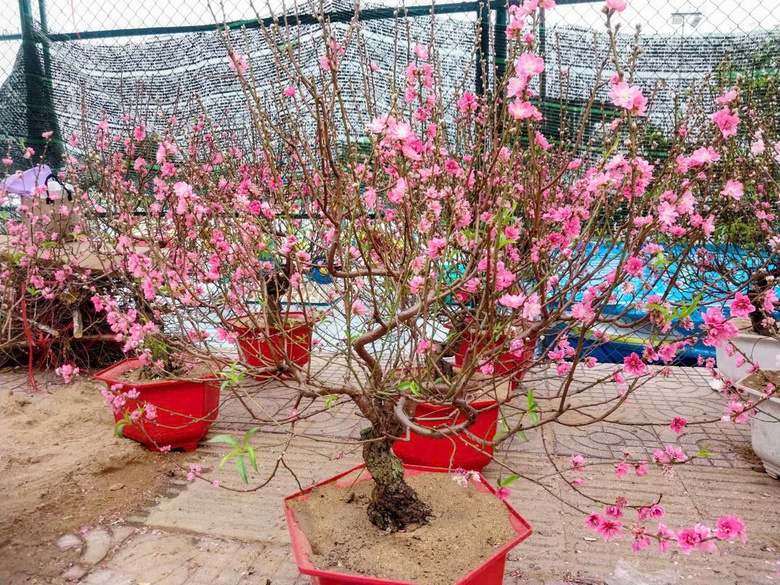 TP.HCM: Hoa Tết b&igrave;nh d&acirc;n &ldquo;ch&aacute;y h&agrave;ng&rdquo;, mai mini v&agrave;i chục ngh&igrave;n đồng h&uacute;t kh&aacute;ch- Ảnh 4.