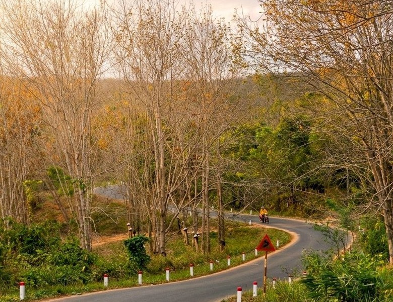 Du xuân nơi biên viễn ngắm rừng cao su thay lá đẹp nao lòng- Ảnh 2. Du xuân nơi biên viễn ngắm rừng cao su thay lá đẹp nao lòng- Ảnh 2.