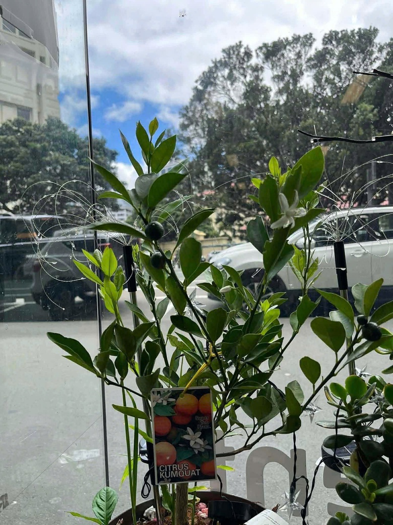 Ấm &aacute;p Tết Việt nơi xứ người- Ảnh 3.