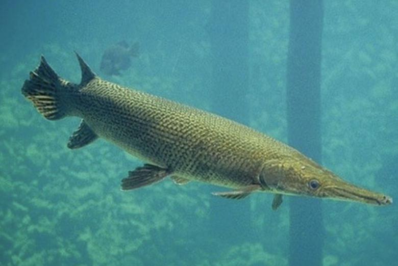 Kết quả x&aacute;c minh vụ 10 người bị ngộ độc sau khi ăn trứng c&aacute; sấu hoả tiễn- Ảnh 1.