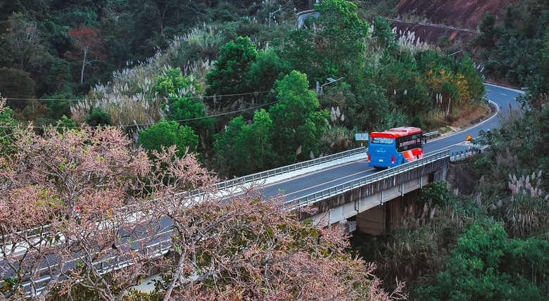 Độc đ&aacute;o t&aacute;n l&aacute; rừng gi&agrave; đường l&ecirc;n Măng Đen đổi m&agrave;u sang xu&acirc;n- Ảnh 1.