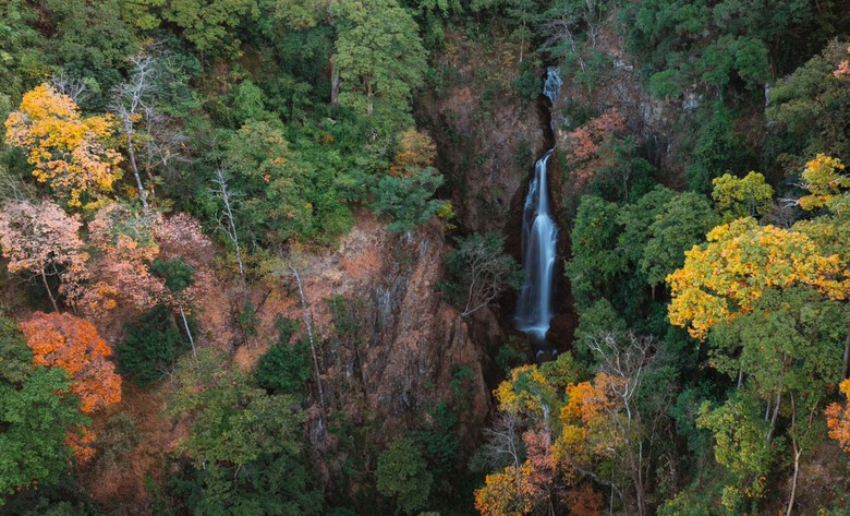 Độc đ&aacute;o t&aacute;n l&aacute; rừng gi&agrave; đường l&ecirc;n Măng Đen đổi m&agrave;u sang xu&acirc;n- Ảnh 2.