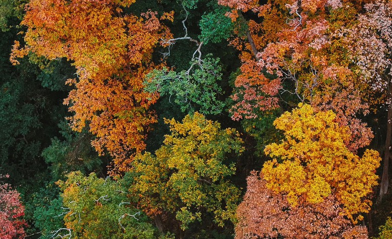 Độc đ&aacute;o t&aacute;n l&aacute; rừng gi&agrave; đường l&ecirc;n Măng Đen đổi m&agrave;u sang xu&acirc;n- Ảnh 3.