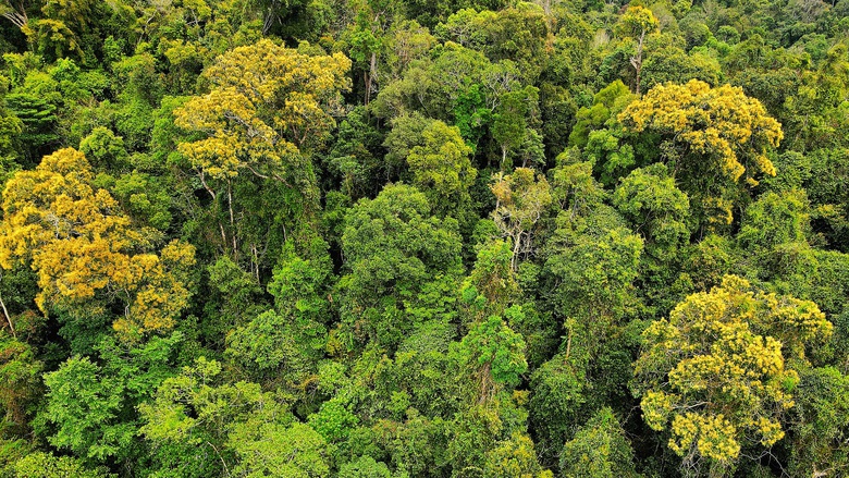 Độc đ&aacute;o t&aacute;n l&aacute; rừng gi&agrave; đường l&ecirc;n Măng Đen đổi m&agrave;u sang xu&acirc;n- Ảnh 5.