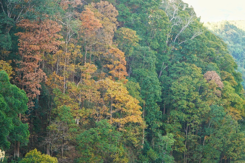 Độc đ&aacute;o t&aacute;n l&aacute; rừng gi&agrave; đường l&ecirc;n Măng Đen đổi m&agrave;u sang xu&acirc;n- Ảnh 9.