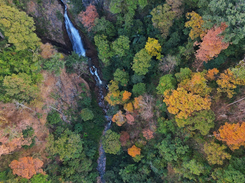 Độc đ&aacute;o t&aacute;n l&aacute; rừng gi&agrave; đường l&ecirc;n Măng Đen đổi m&agrave;u sang xu&acirc;n- Ảnh 10.