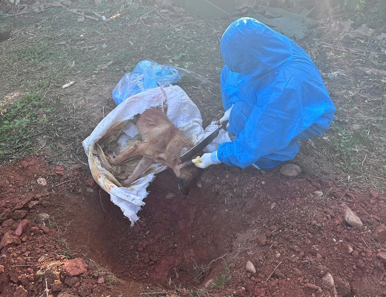 Đ&agrave; Nẵng: Nhiều người bị ch&oacute; cắn dương t&iacute;nh với virus bệnh dại- Ảnh 1.