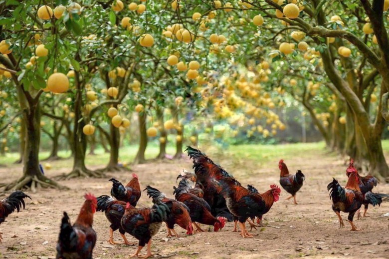 HADICO hướng tới n&ocirc;ng nghiệp sinh th&aacute;i, c&ocirc;ng nghệ cao v&agrave; bền vững- Ảnh 3.