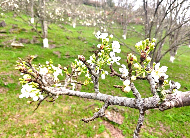Lễ hội hoa l&ecirc; Hồng Th&aacute;i - điểm hẹn v&ugrave;ng cao Tuy&ecirc;n Quang- Ảnh 2.