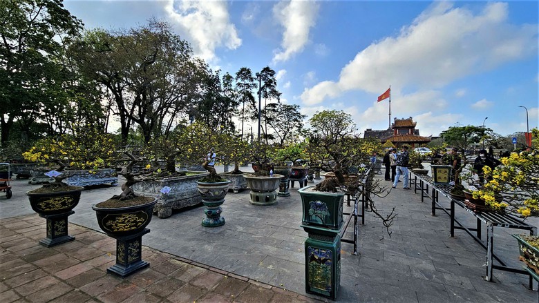 Ngắm hoàng mai Huế rực rỡ khoe sắc đón tết Bính Ngọ 2026- Ảnh 2. Ngắm hoàng mai Huế rực rỡ khoe sắc đón tết Bính Ngọ 2026- Ảnh 2.