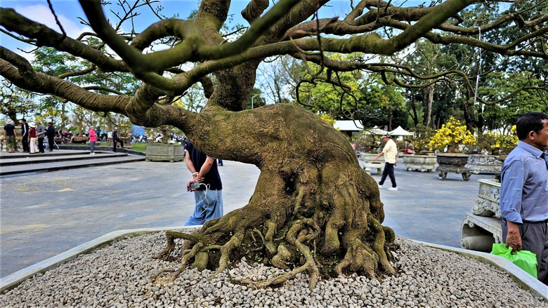 Ngắm hoàng mai Huế rực rỡ khoe sắc đón tết Bính Ngọ 2026- Ảnh 8. Ngắm hoàng mai Huế rực rỡ khoe sắc đón tết Bính Ngọ 2026- Ảnh 8.