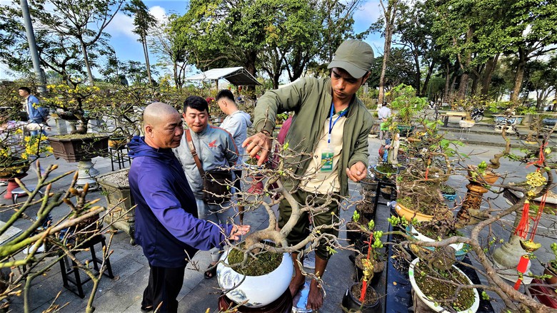 Ngắm hoàng mai Huế rực rỡ khoe sắc đón tết Bính Ngọ 2026- Ảnh 7. Ngắm hoàng mai Huế rực rỡ khoe sắc đón tết Bính Ngọ 2026- Ảnh 7.
