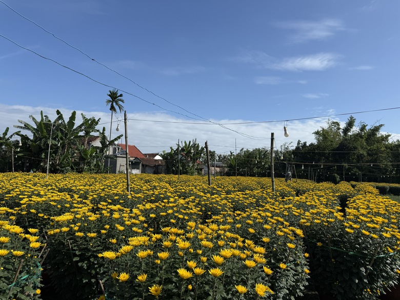 Cận cảnh làng hoa cúc lớn nhất miền Trung rộn ràng ngày cận Tết- Ảnh 2. Cận cảnh làng hoa cúc lớn nhất miền Trung rộn ràng ngày cận Tết- Ảnh 2.