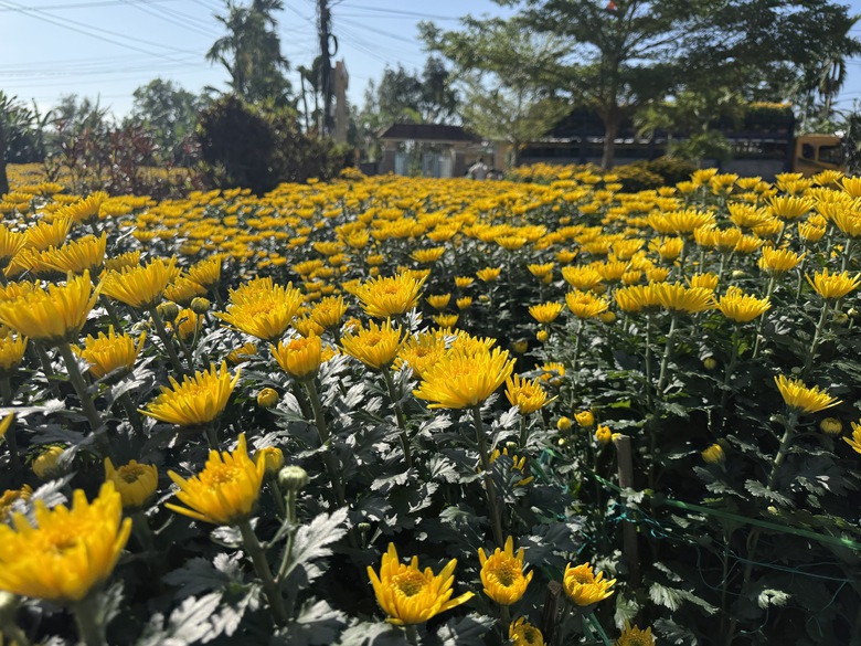 Cận cảnh làng hoa cúc lớn nhất miền Trung rộn ràng ngày cận Tết- Ảnh 10. Cận cảnh làng hoa cúc lớn nhất miền Trung rộn ràng ngày cận Tết- Ảnh 10.
