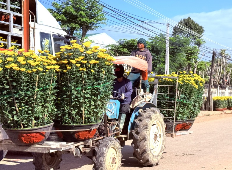 Cận cảnh làng hoa cúc lớn nhất miền Trung rộn ràng ngày cận Tết- Ảnh 9. Cận cảnh làng hoa cúc lớn nhất miền Trung rộn ràng ngày cận Tết- Ảnh 9.