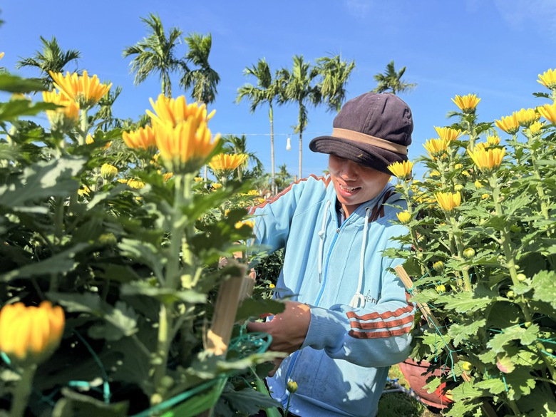 Cận cảnh làng hoa cúc lớn nhất miền Trung rộn ràng ngày cận Tết- Ảnh 3. Cận cảnh làng hoa cúc lớn nhất miền Trung rộn ràng ngày cận Tết- Ảnh 3.