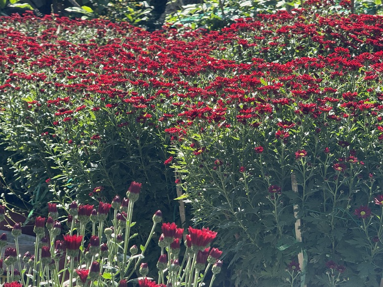 Cận cảnh làng hoa cúc lớn nhất miền Trung rộn ràng ngày cận Tết- Ảnh 8. Cận cảnh làng hoa cúc lớn nhất miền Trung rộn ràng ngày cận Tết- Ảnh 8.