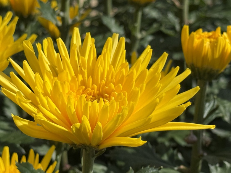 Cận cảnh làng hoa cúc lớn nhất miền Trung rộn ràng ngày cận Tết- Ảnh 7. Cận cảnh làng hoa cúc lớn nhất miền Trung rộn ràng ngày cận Tết- Ảnh 7.