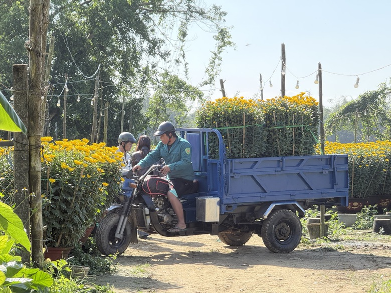 Cận cảnh làng hoa cúc lớn nhất miền Trung rộn ràng ngày cận Tết- Ảnh 5. Cận cảnh làng hoa cúc lớn nhất miền Trung rộn ràng ngày cận Tết- Ảnh 5.