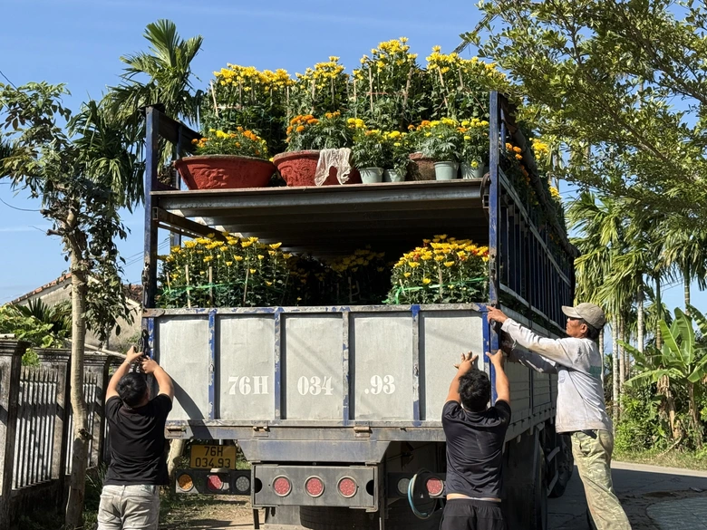 Cận cảnh làng hoa cúc lớn nhất miền Trung rộn ràng ngày cận Tết- Ảnh 4. Cận cảnh làng hoa cúc lớn nhất miền Trung rộn ràng ngày cận Tết- Ảnh 4.