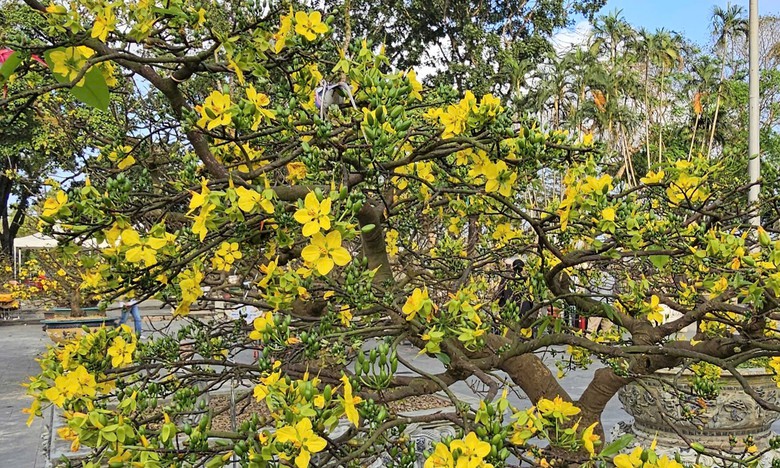 Ngắm hoàng mai Huế rực rỡ khoe sắc đón tết Bính Ngọ 2026- Ảnh 11. Ngắm hoàng mai Huế rực rỡ khoe sắc đón tết Bính Ngọ 2026- Ảnh 11.
