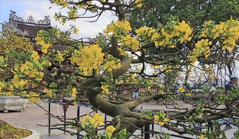 Ngắm hoàng mai Huế rực rỡ khoe sắc đón tết Bính Ngọ 2026- Ảnh 12. Ngắm hoàng mai Huế rực rỡ khoe sắc đón tết Bính Ngọ 2026- Ảnh 12.