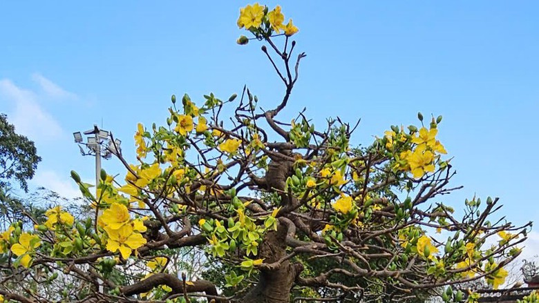 Ngắm hoàng mai Huế rực rỡ khoe sắc đón tết Bính Ngọ 2026- Ảnh 4. Ngắm hoàng mai Huế rực rỡ khoe sắc đón tết Bính Ngọ 2026- Ảnh 4.