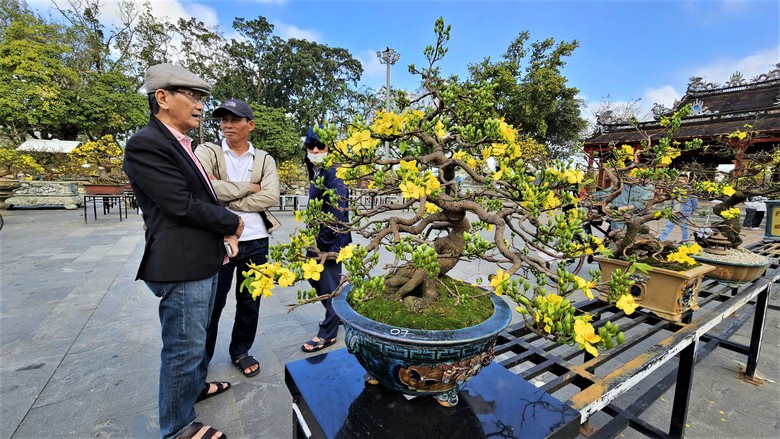 Ngắm hoàng mai Huế rực rỡ khoe sắc đón tết Bính Ngọ 2026- Ảnh 3. Ngắm hoàng mai Huế rực rỡ khoe sắc đón tết Bính Ngọ 2026- Ảnh 3.