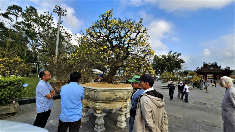 Ngắm hoàng mai Huế rực rỡ khoe sắc đón tết Bính Ngọ 2026- Ảnh 6. Ngắm hoàng mai Huế rực rỡ khoe sắc đón tết Bính Ngọ 2026- Ảnh 6.