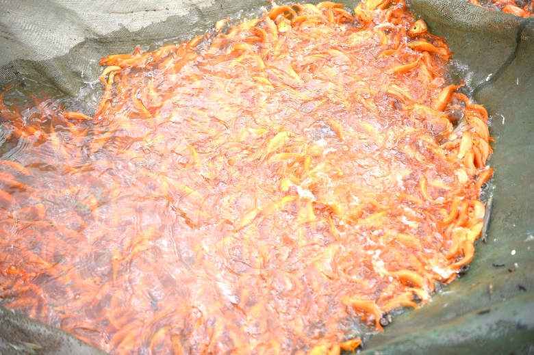 Thủ phủ c&aacute; ch&eacute;p ở Thanh H&oacute;a "ch&aacute;y h&agrave;ng" trước ng&agrave;y &ocirc;ng C&ocirc;ng, &ocirc;ng T&aacute;o- Ảnh 1.