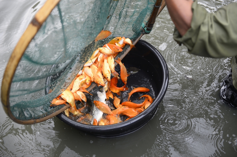 Thủ phủ c&aacute; ch&eacute;p ở Thanh H&oacute;a "ch&aacute;y h&agrave;ng" trước ng&agrave;y &ocirc;ng C&ocirc;ng, &ocirc;ng T&aacute;o- Ảnh 4.