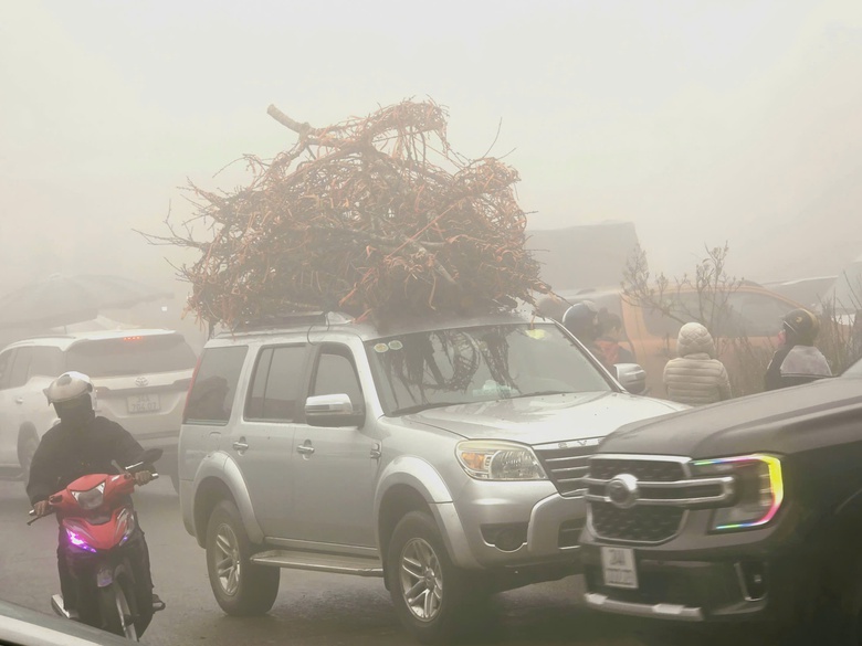 Đào rừng, nhất chi mai ở Sa Pa nhộn nhịp xuống phố- Ảnh 20. Đào rừng, nhất chi mai ở Sa Pa nhộn nhịp xuống phố- Ảnh 20.